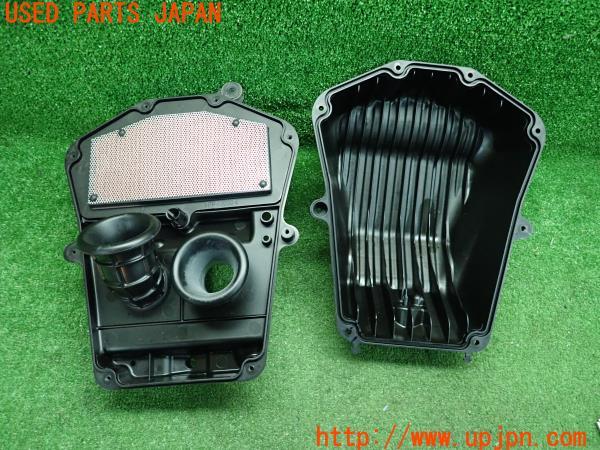 セーカーハヤブサ 剥製 - 頭骨・骨格標本・剥製販売 【Core-Box】